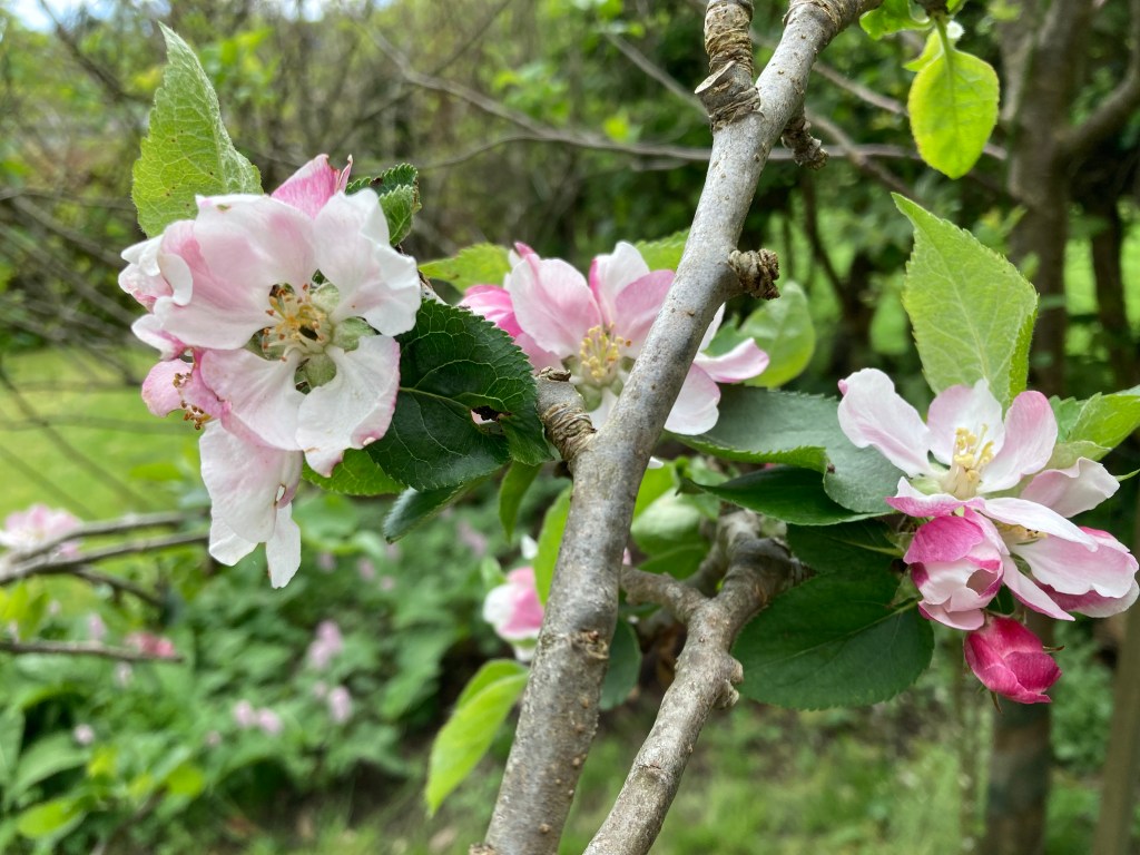 This image has an empty alt attribute; its file name is img_3898.jpeg